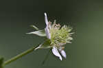 White avens